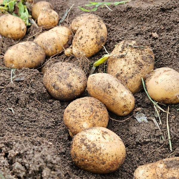 산지직배송 국내산 햇감자 3kg/5kg (중/대/특/왕특)