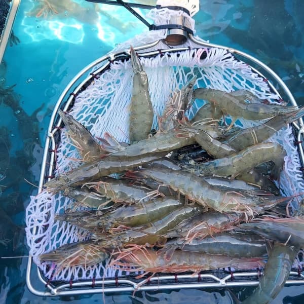 산지직배송 국내산 활 흰다리새우 500g/1kg