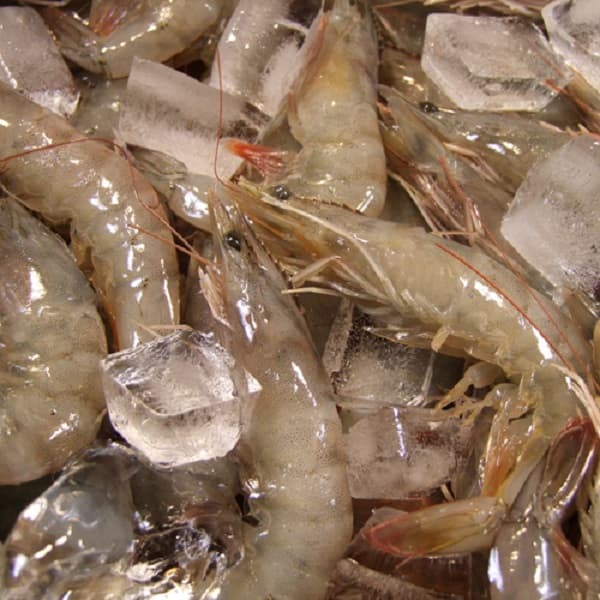 국내산 양식 왕새우(급냉) 1kg(30미 내외)