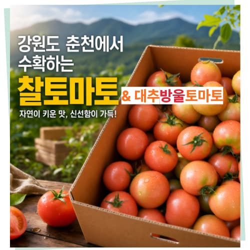 (GAP인증) 춘천 소양강 산지직송 찰토마토 2kg/5kg_택1