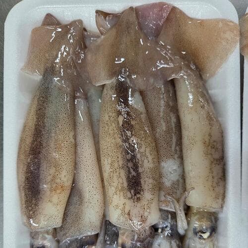 통찜용 총알 오징어 500g (4-7미)