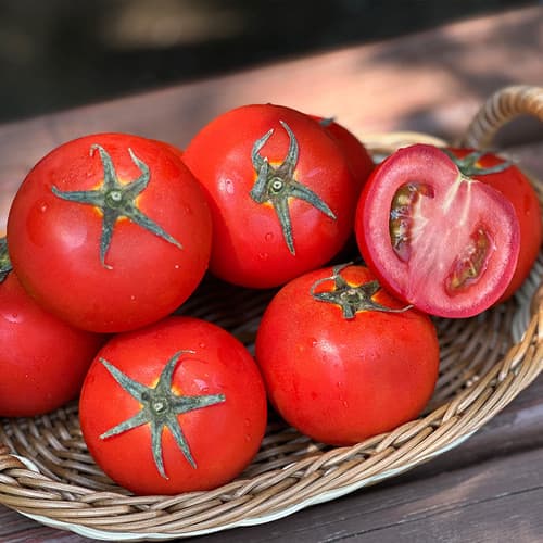 스테비아완숙토마토