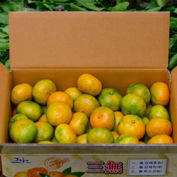 제주직송 서귀포 극조생 노지귤3kg/5kg/10kg(S,M,L혼합) 박스포함무게