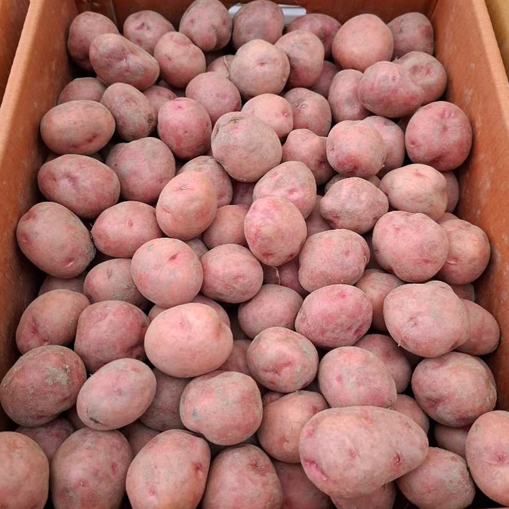 ★산지직송★ 햇 홍감자 1~5kg 택