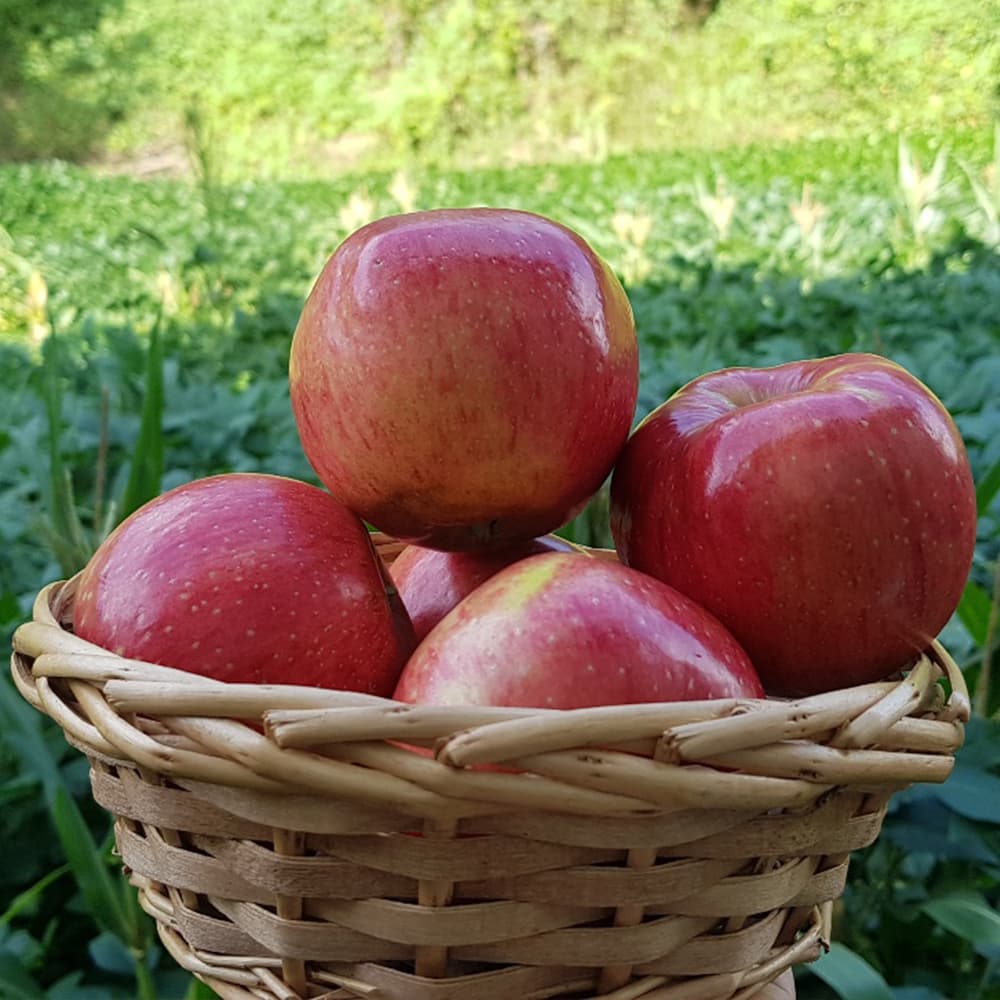 ★친환경★저탄소 홍로사과 중소과 1kg~4kg(택)